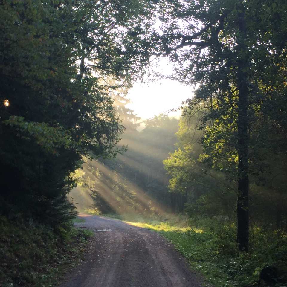 wald-pfaffenweiler